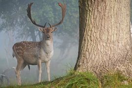 Hirsche in nebligen Dünen von Eva Cameron
