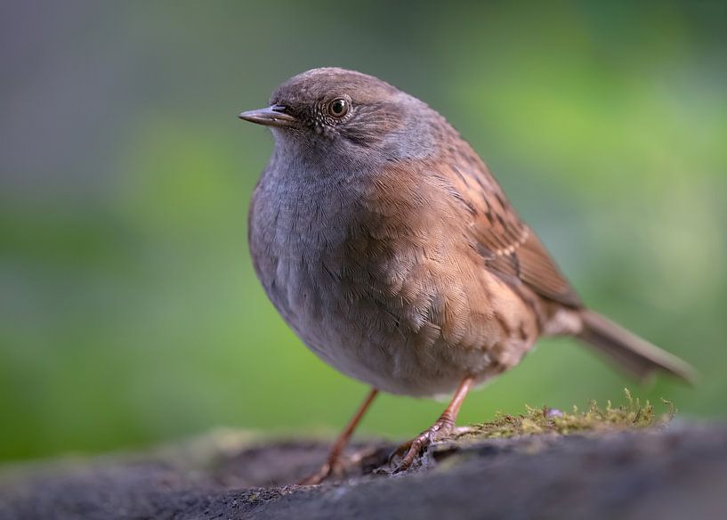 Eine Heckenbraunelle in Slowenien von Anges van der Logt