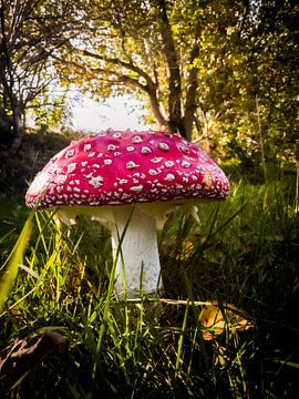 Vliegenzwam in de herfst van Dirk Rüter