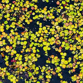 Confetti of duckweed on the water by Sjaak den Breeje