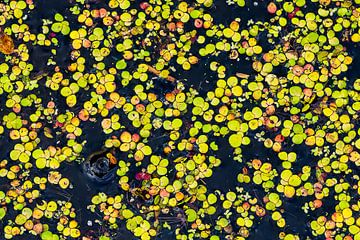 Confetti of duckweed on the water by Sjaak den Breeje