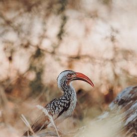 Majestueuze neushoornvogel in het hart van de Afrikaanse savanne van Geke Woudstra