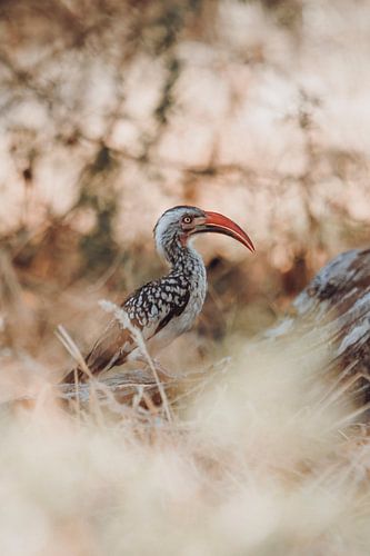Le calao majestueux au cœur de la savane africaine sur Geke Woudstra