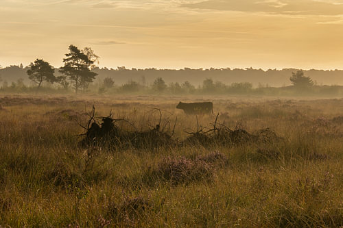 Kalmhoutse heide