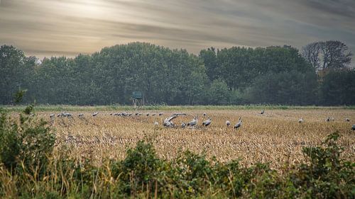 Kraanvogels op een geoogst veld