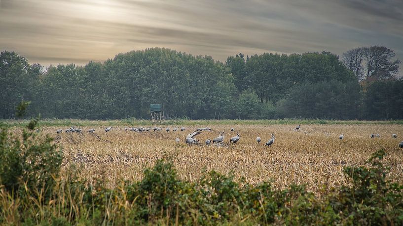 Cranes on a harvested field by Martin Köbsch