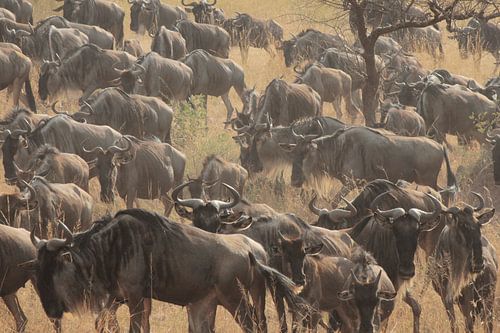 The great migration van Olaf