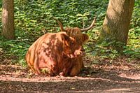 Schottischer Highlander