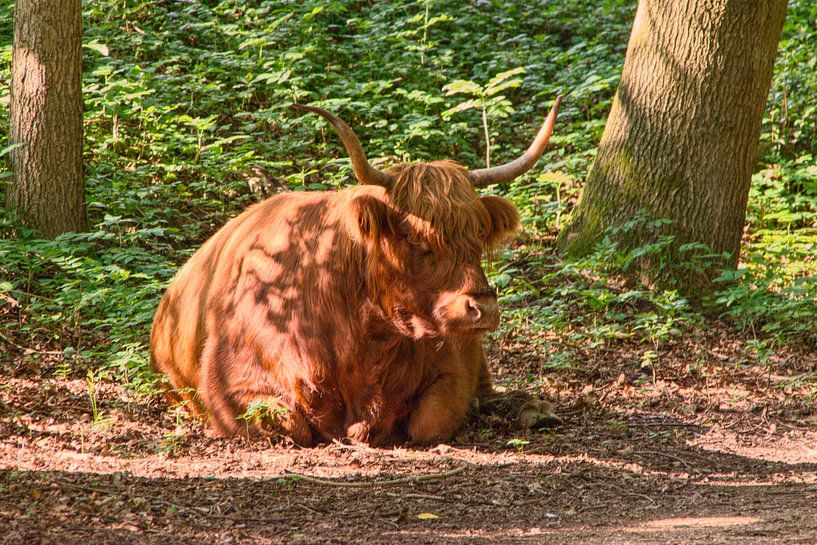 Scottish Highlander by Fendo Pater