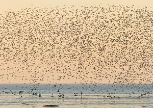 A large flock of curlews above the Wadden sea von Karla Leeftink