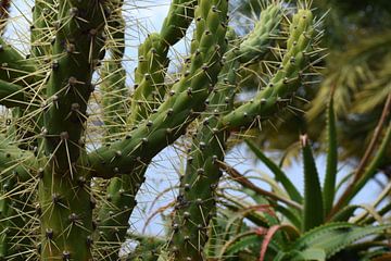 Groene stekelige cactus  van Chloe 23