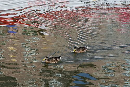 Weerspiegeling in Amsterdamse gracht met twee eenden