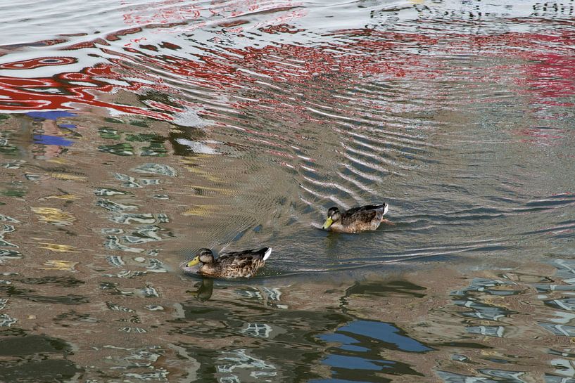 Weerspiegeling in Amsterdamse gracht met twee eenden van Danielle Roeleveld