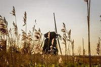 Molen in het riet