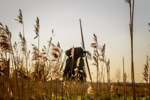 Moulin dans les roseaux