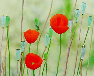 Mohnblumen von Caroline Lichthart