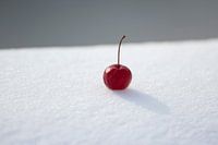 Wildapfel einsam im Schnee