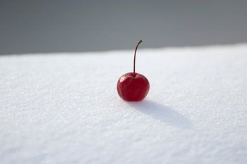Wild apple lonely in the snow