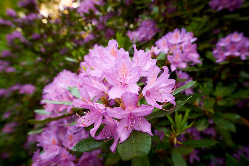 Bloem van een Rododendron van Jenco van Zalk