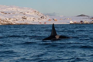 Orca by Merijn Loch