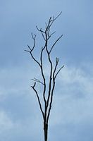 Toter Baum
