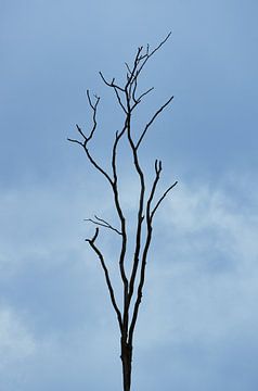 Dead tree by Jane Lin Ness