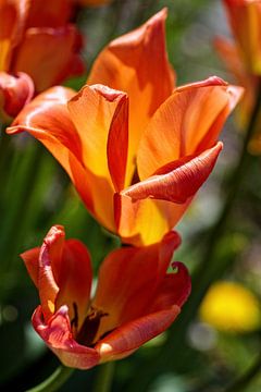 Orangefarbene Tulpen von Rob Boon