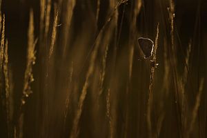 Het icarusblauwtje van Danny Slijfer Natuurfotografie