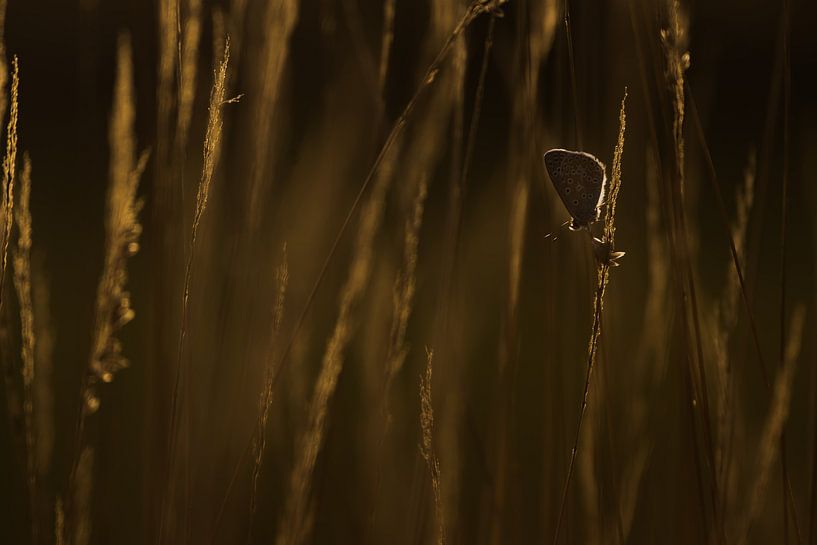 The icarus blue by Danny Slijfer Natuurfotografie