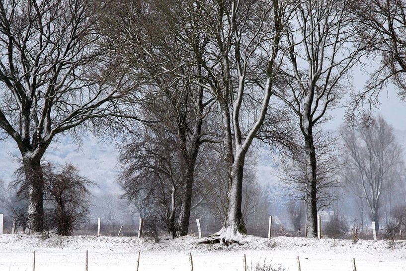 Winter Landscape  by Jolanta Mayerberg
