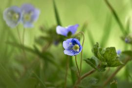 Ereprijs by Ad Jekel