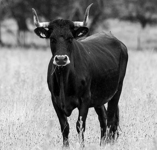 Scottish Highlander 11