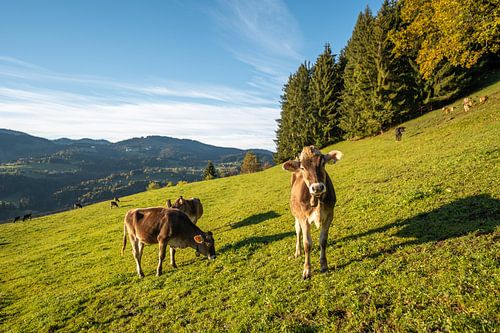 Allgäu koe bij Oberstaufen