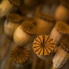 Poppy seed pods by Saskia Schotanus