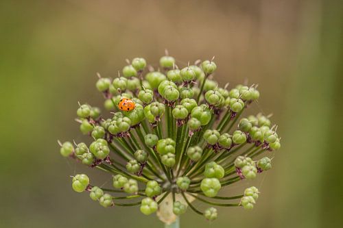Zier-Lauch mit Marienkäfer