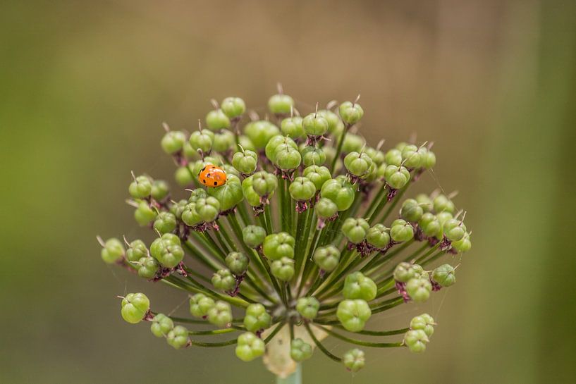 Ornamental Leek with Ladybird by Gerhard Eisele