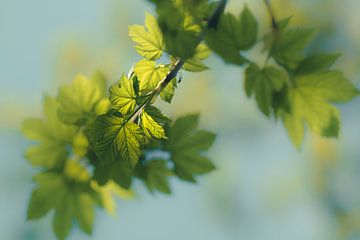 Lush green leaves by Angelique van Esch