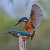 Kingfisher - Mating in spring by IJsvogels.nl - Corné van Oosterhout