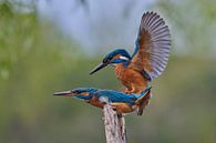 Kingfisher - Mating in spring by Kingfisher.photo - Corné van Oosterhout thumbnail