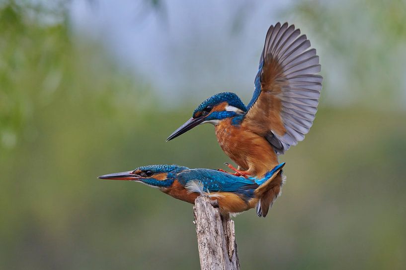 Kingfisher - Mating in spring by IJsvogels.nl - Corné van Oosterhout