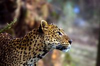 Léopard du Sri Lanka