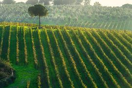 Toskanische Weinberge und eine einsame Kiefer in der Chianti-Region von Stefano Orazzini