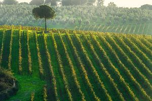 Toskanische Weinberge und eine einsame Kiefer in der Chianti-Region