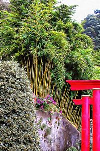 Oriental Gardens Madeira 7