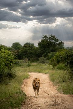 Leeuw in Zuid-Afrika van Paula Romein