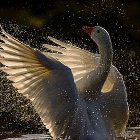 Goose spreads its wings in full backlight by Remco Van Daalen