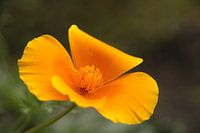 Gele bloem