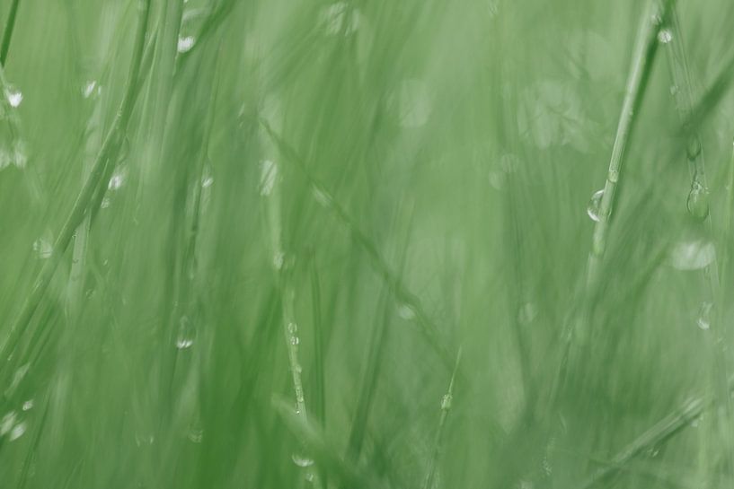 Tautropfen auf dem Gras von Marika Huisman fotografie