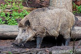 Das Wildschwein. 1 des Ferkels 5 der Niederlande von Merijn Loch