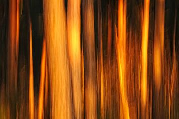 Inferno - Creatieve natuurfotografie van Rolf Schnepp